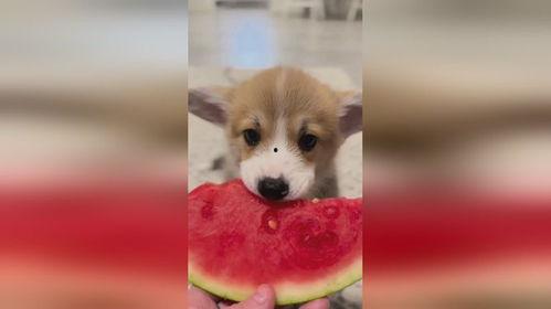 娱乐吃瓜酱小狗吉祥,小狗吉祥的欢乐日常